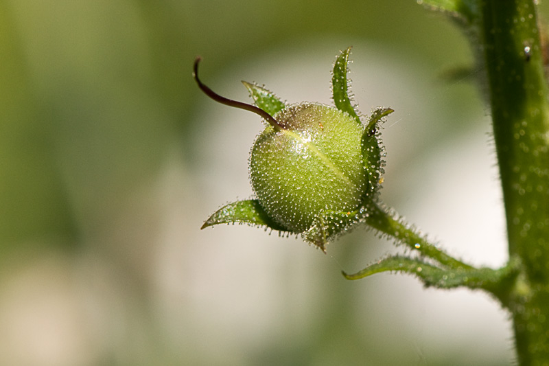 Verbascum blattaria Samenstand