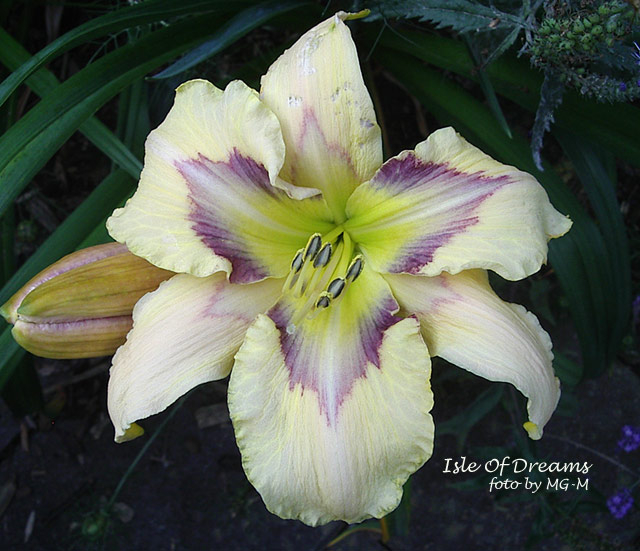 Isle Of Dreams 2009