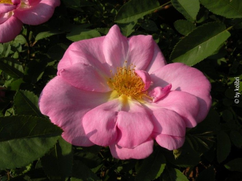 Marguerite Hilling