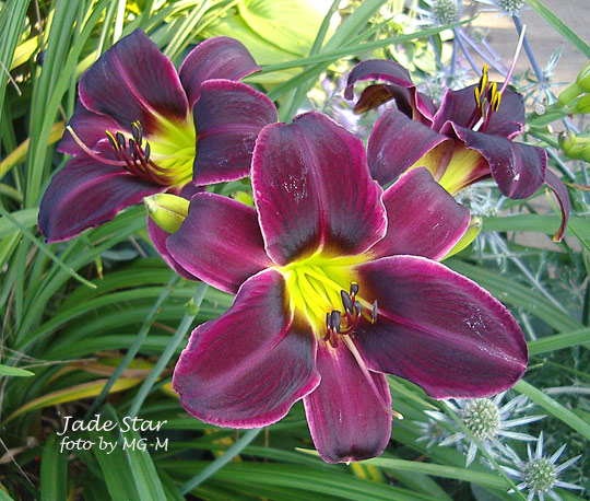 Jade Star 2009