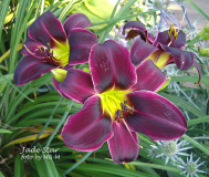 Jade Star 2009