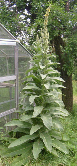 Verbascum (Königskerze) 2009