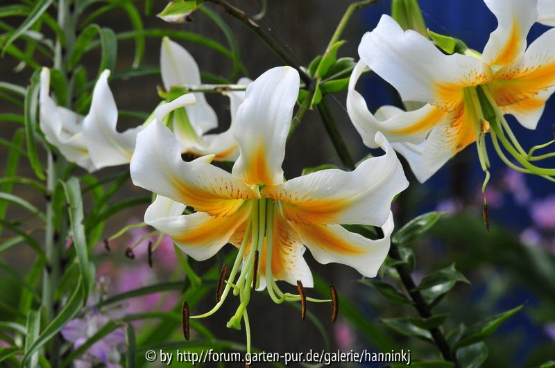 Lilium onbekend