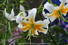 Lilium onbekend
