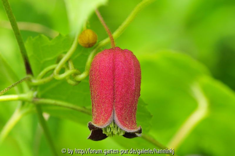 Clematis alternata
