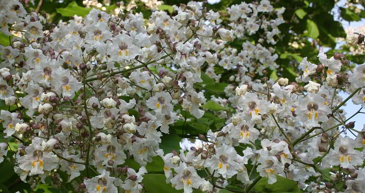 Catalpa speciosa