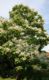 Catalpa speciosa