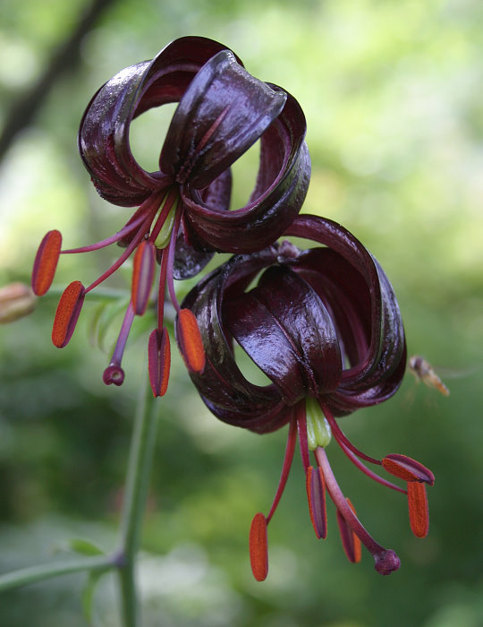 Lilium martagon var. cattaniae