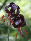 Lilium martagon var. cattaniae