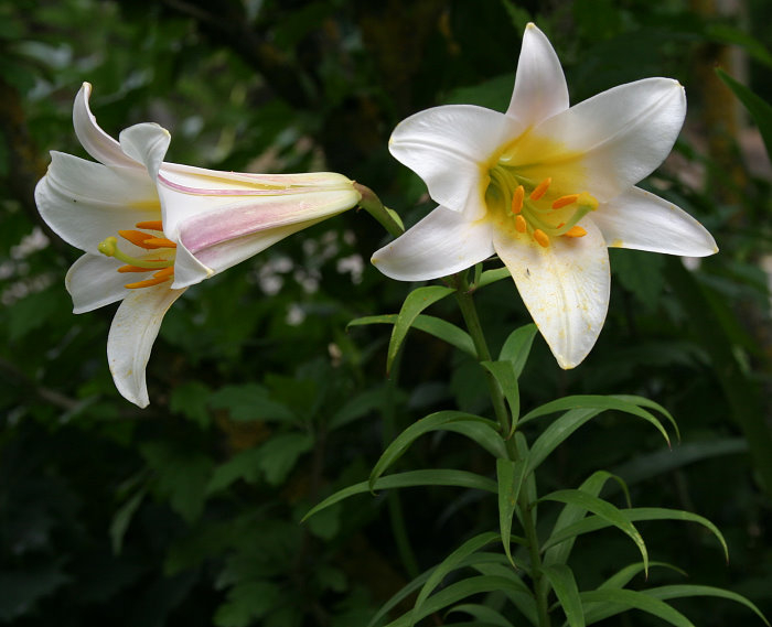 Lilium brownii