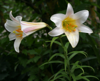 Lilium brownii