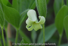 Clematis fremontii weiss