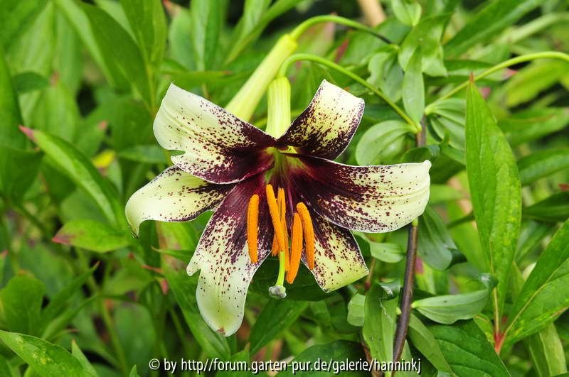Lilium majoense