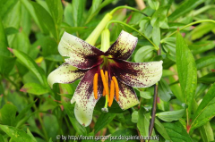 Lilium majoense