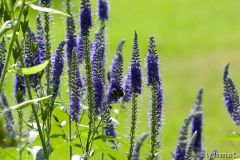 Juli-blauviolett