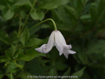 Clematis campaniflora