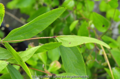 Clematis fremontii Blatt