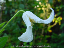 Clematis integrifolia alba