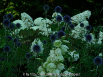 Eichenblättrige Hortensie mit Kugeldisteln und Yucca