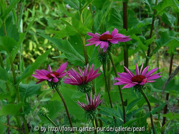 Echinacea Magnus vor Becherpflanze