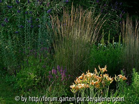Buddleia Lochinch mit Karl Foerster näher