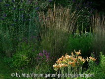 Buddleia Lochinch mit Karl Foerster näher