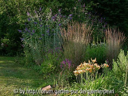 Buddleia Lochinch mit Karl Foerster