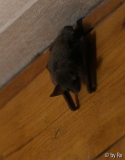Flederschlaf