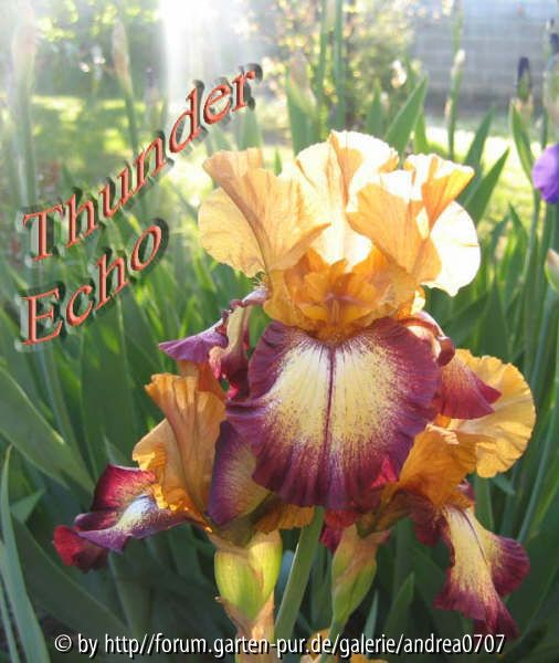 Iris barbata