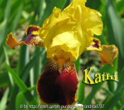 iris barbata