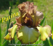 iris barbata
