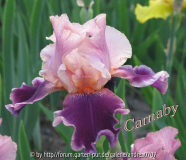 iris barbata