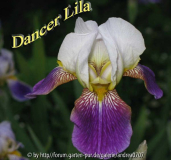Iris barbata