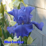 Iris barbata