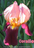 iris barbata