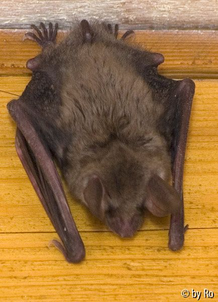 Kleine Flattermaus