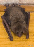 Kleine Flattermaus