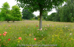 2009-06-14 13h49m00s P1130195k~0.JPG
