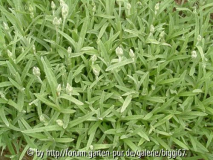 filziges Hornkraut