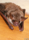 Kleine Flattermaus 2