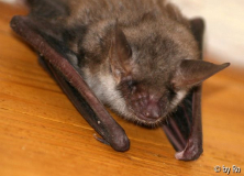 Kleine Flattermaus 3