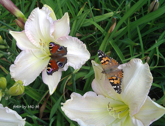 Schmetterlinge auf Sämlingsblüten