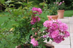 Rose de Monplaisir 07.07.