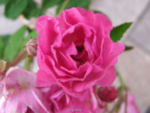 Rose de Monplaisir 07.07.