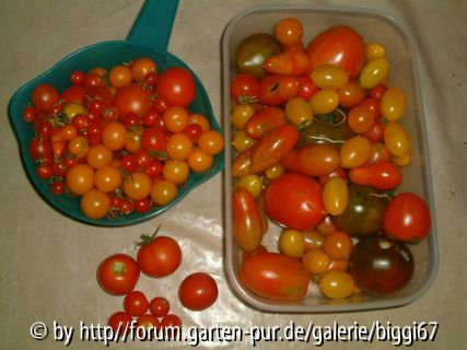 Ernte 2004