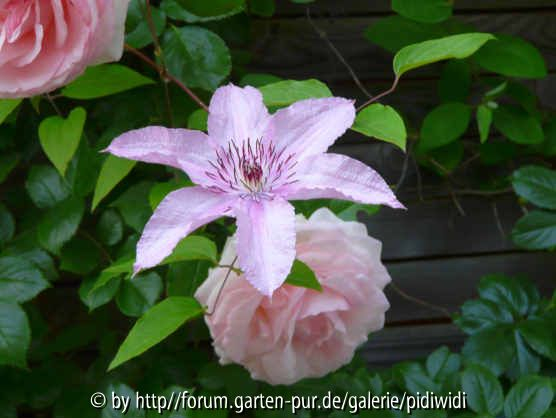 Hagley Hybrid & Eden