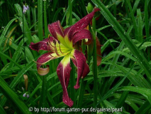 Kien Mill 1994 Juhr Regen 2