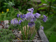 Allium cyaneum