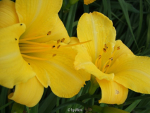 Berlin Yellow