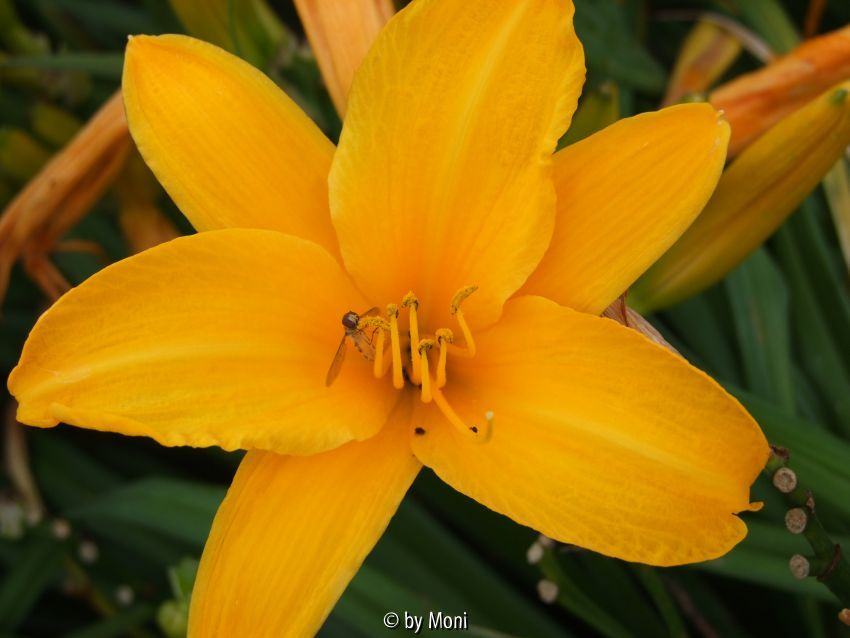 Orange Ufo